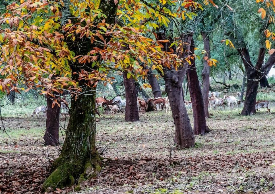 Casa Rural Alicia Cortegana Eksteriør billede